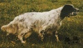 Setter Anglais CALIN DU MAS D'EYRAUD Setter Anglais CALIN DU MAS D'EYRAUD